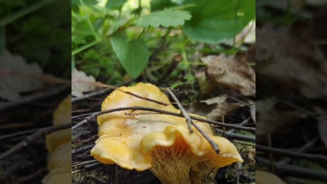 Грибная охота!) смотреть онлайн