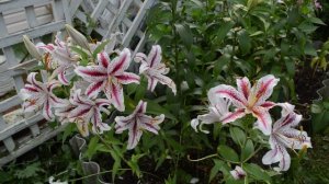 Восточные лилии: сорта махровые и простые, секреты ухода