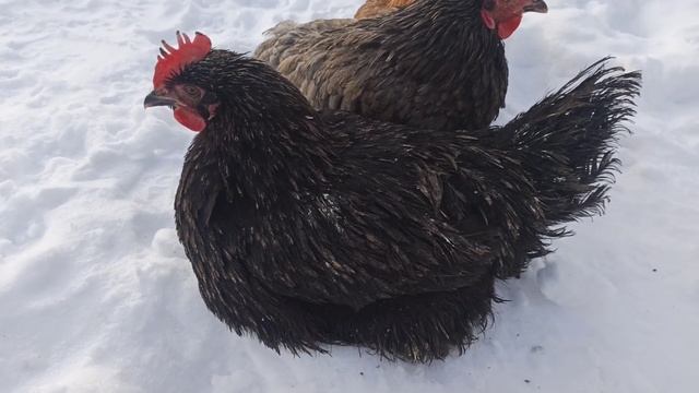 Маран Vs Нидерейнер Vs ЧЕШСКИЙ ДОМИНАНТ