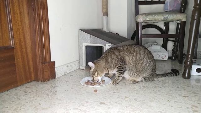 Можно ли кормить кота только сухим кормом