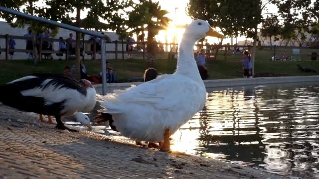 Fujifilm X-M1 Video Sample (2) - MegaPixel.co.il