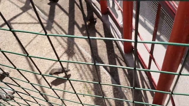 Минский зоопарк 2023 смотреть онлайн