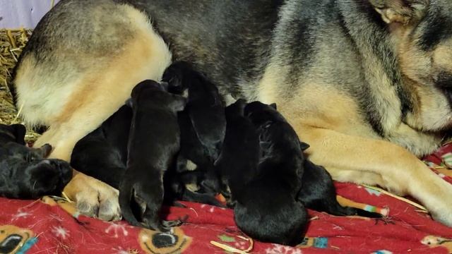 МАЛЫШАМ ТРЕТИЙ ДЕНЬ /ОБЗОР/НЕМЕЦКАЯ ОВЧАРКА /GERMAN SHEPHERD / смотреть онлайн