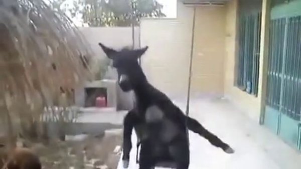 Кавказский осел поет