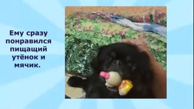 Жук смотреть онлайн