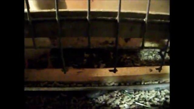 Бройлеры ИЗА Хаббард 20 дней// Деревенская жизнь смотреть онлайн