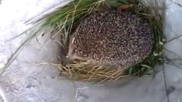 Копия видео "ежик" смотреть онлайн