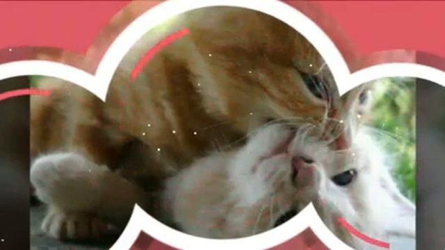 Милые котята !!! смотреть онлайн