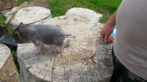 Вакцинация поросят КУДА ставить укол КОГДА вакцинировать И КАКИМ лекарством