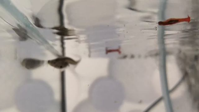 Головастик аквариумной лягушки смотреть онлайн