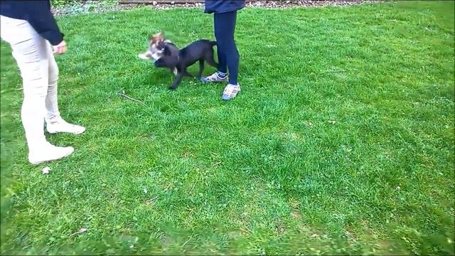Weimaraner Puppy Playing with Pomsky Puppy (2 Very Energetic Puppies!) смотреть онлайн