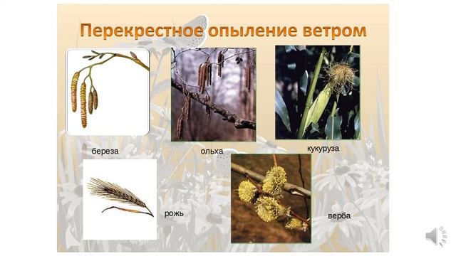 Опыление смотреть онлайн