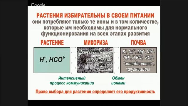 микориза смотреть онлайн