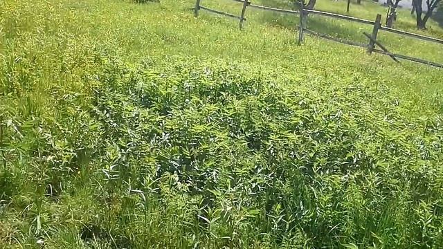 Rosička Okrúhlolistá (Drosera Rotundifolia)