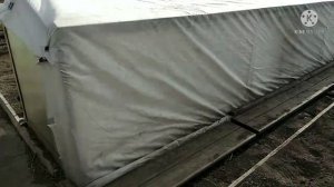 Рассада под укрывным материалом. Сибирь. Начало мая