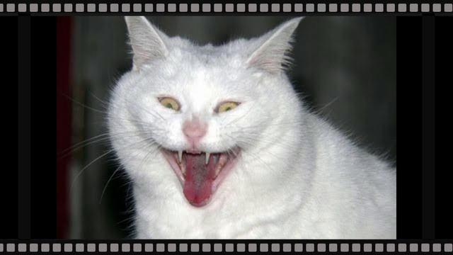 Приколы с котами по мотивам сказки "Три поросенка" смотреть онлайн