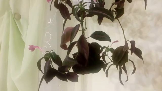 Руэллия прекрасная Ruellia Formosa