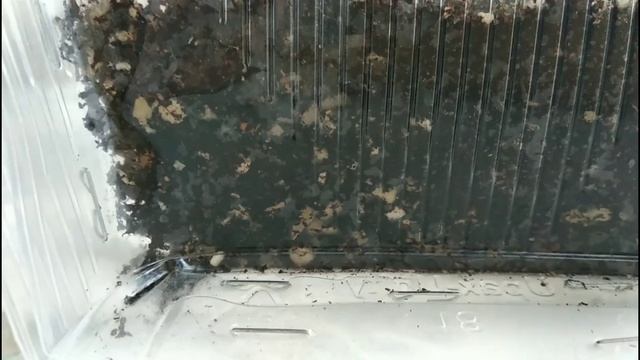 10.07.2020. Денежное дерево. 4 способа укоренить черенок. Часть 5. смотреть онлайн