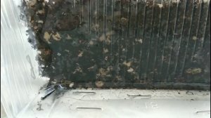 10.07.2020. Денежное дерево. 4 способа укоренить черенок. Часть 5.