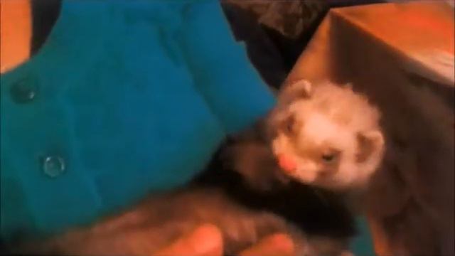 Мама, я хорьков люблю...