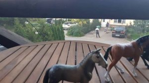 Полина и её животные.