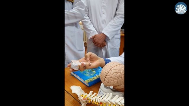 Эмбриональное развитие головного и спинного мозга. Анатомические особенности смотреть онлайн