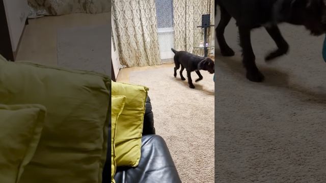 Как научить собаку команде дай / How To Teach Your Dog To FETCH смотреть онлайн