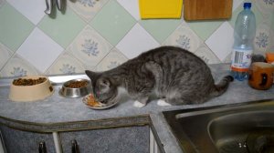 Суп для кошек Феликс. Обзор