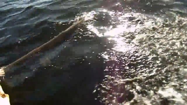 Ама тихоокеанского проа сильно плюхается о волны. смотреть онлайн