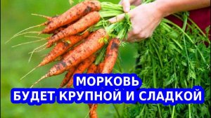 Моя простая подкормка для моркови для сладости и крупного размера
