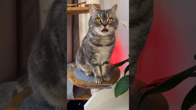 ЧТО ДЕЛАТЬ ЕСЛИ ВАШ КОТ ОБНАГЛЕЛ?!