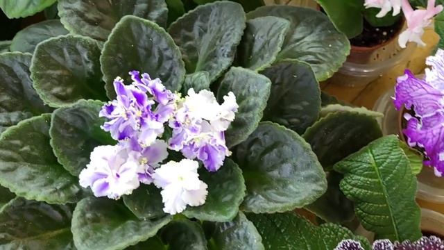 Фіалочкі готуються до виставки|Виставка тропічних рослин 1-2 липня 2023 в Київському Будинку Природ смотреть онлайн