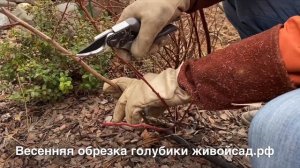 Весенняя обрезка голубики