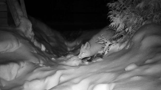 Лиса на приваде \ Фотоловушка Bolyguard SG2060-K #25 смотреть онлайн