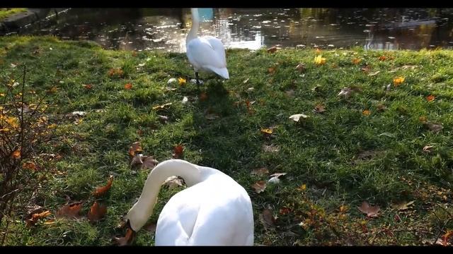 Зажигательные песни Аж до мурашек Остановись постой Сергей Грищук ...Эту музыку можно слушать вечно смотреть онлайн