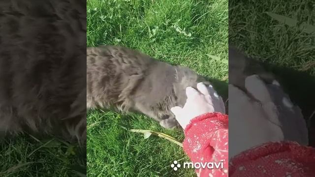 Как закапать нос большой кошке смотреть онлайн