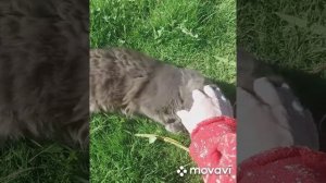 Как закапать нос большой кошке