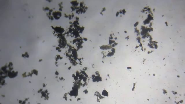 Тихоходка- водяной медведь смотреть онлайн