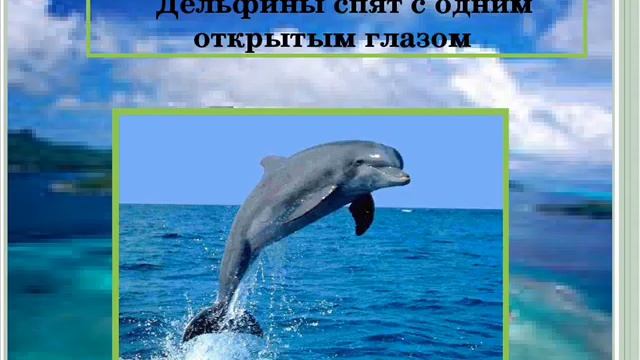 Спят ли дельфины смотреть онлайн