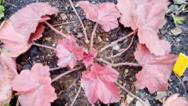 Пересадка гейхер   #пересадка #гейхер #апрель2021