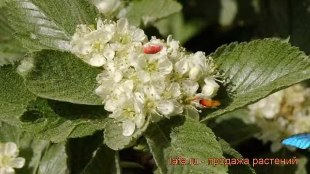 Рябина круглолистная Магнифика (sorbus aria magnifica) ? обзор: как сажать, саженцы рябины Магнифик смотреть онлайн