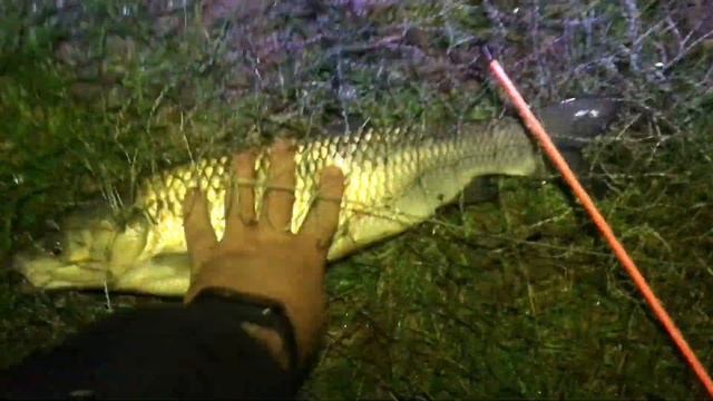 Терновая РЫБАЛКА в Харьковской области! Ловля Амура и карасики на пружинки! Обзор водоема смотреть онлайн