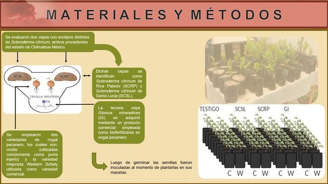 Evaluación fisiológica de Carya illinoinensis inoculada con micorrizas смотреть онлайн