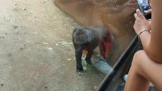 Оливейя впервые в Барселонском зоопарке #olivella #девочка #испания #зоопарк #животные #барселона смотреть онлайн