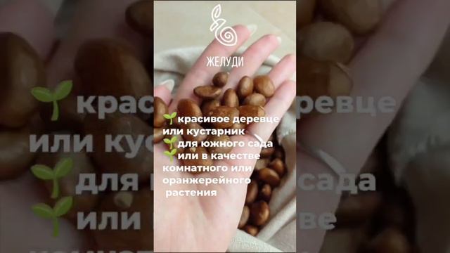 Мушмула японская - прекрасные цветы и вкусные плоды смотреть онлайн
