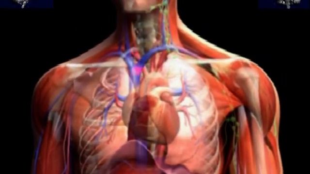 Neuroscience. Нейронаука.