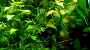 Растительный аквариум. Plant Aquarium.