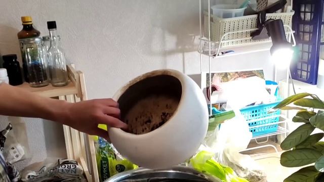 Прогулка по саду. Пересадка комнатных растений. Болталка. Домашний влог. смотреть онлайн