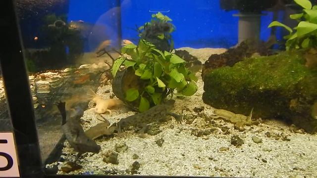 Тритон испанский, Lissotriton boscai смотреть онлайн