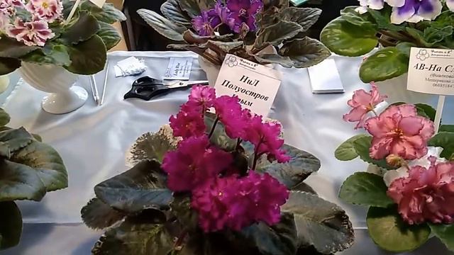 Выставка фиалок в г. Днепропетровск 6-10 ноября 2018г.